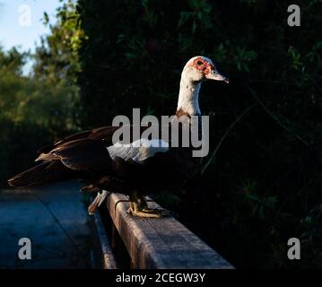 muscovy duck - chairina moschata on a wooden bridge Stock Photo