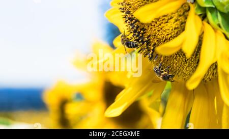 Western honey bees in common sunflower field. Apis mellifera. Helianthus annuus. Close-up of two foraging and pollinating honeybees on yellow flower. Stock Photo