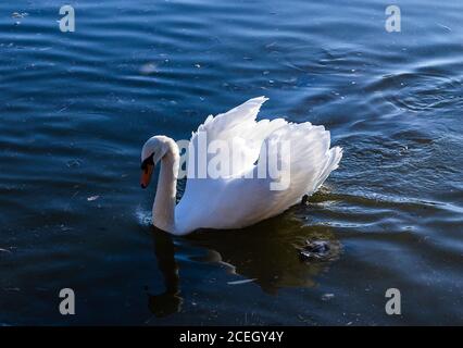 swan on a blue lake Stock Photo