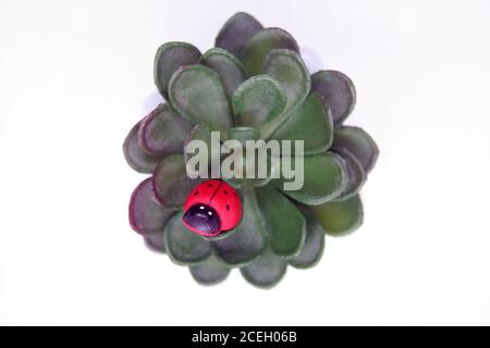 Lady Bird on a Home Flowers. Lady Bird on a Cactus. Bug on a Plant. Stock Photo