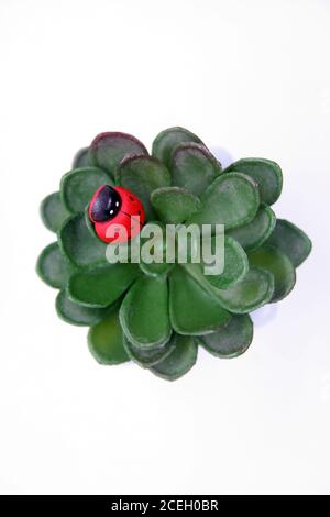Lady Bird on a Home Flowers. Lady Bird on a Cactus. Bug on a Plant. Stock Photo