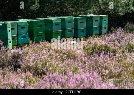 Bee boxes, bee pieces in the Höpener Heath, heather bloom of the Besenheide, in the nature reserve Lüneburger Heide, Lower Saxony, Germany, Stock Photo