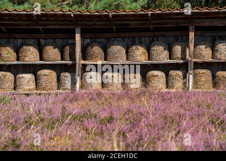 Beehives, bee pieces in the Höpener Heath, heather bloom of the broom heath, in the nature reserve Lüneburg Heath, Lower Saxony, Germany, Stock Photo