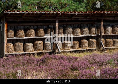 Beehives, bee pieces in the Höpener Heath, heather bloom of the broom heath, in the nature reserve Lüneburg Heath, Lower Saxony, Germany, Stock Photo