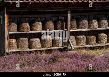 Beehives, bee pieces in the Höpener Heath, heather bloom of the broom heath, in the nature reserve Lüneburg Heath, Lower Saxony, Germany, Stock Photo