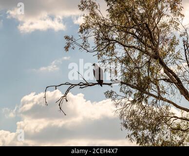 A white-bellied sea eagle perches on a branch in West Arnhem, Northern Territory, Australia, its white head standing out against the dark plumage. Stock Photo