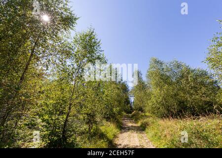 A mountain trail in Beskid S¹decki next to trees through which the sun shines on a sunny summer day Stock Photo