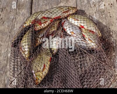 Freshly caught river rudd fishes on wooden background. Just caught rudd lying on fishing net. Common rudd (Scardinius erythropthalmus) Stock Photo