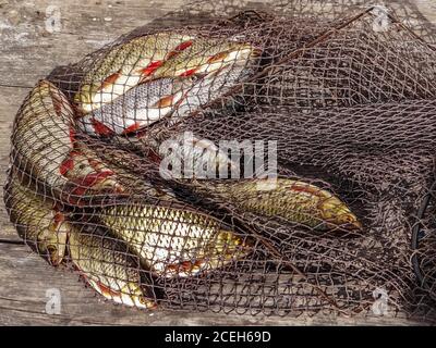 Freshly caught river rudd fishes on wooden background. Just caught rudd lying on fishing net. Common rudd (Scardinius erythropthalmus) Stock Photo