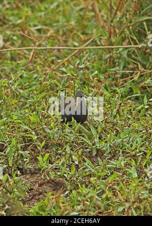 Blackish Rail (Pardirallus nigricans nigricans) adult foraging amongst damp vegetation with mud on bill  Atlantic Rainforest, Brazil    June Stock Photo