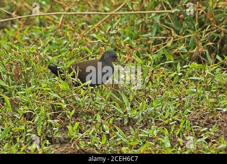 Blackish Rail (Pardirallus nigricans nigricans) adult foraging amongst damp vegetation with mud on bill  Atlantic Rainforest, Brazil    June Stock Photo