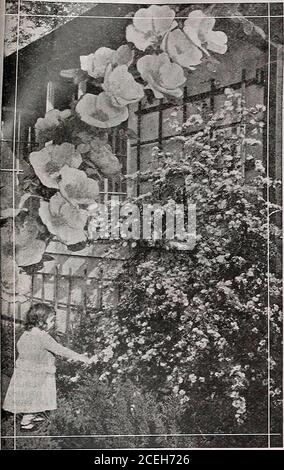 . The Maule seed book for 1922. Rare New Rose Hugonis While a Bush Rose it may be adapted to growing on a Trellis—see photograph to the left A remarkable new rose, which Is the first rose to bloom In the spring. It buds in Apriland becomes a mass of falry-llke, fluffy bloom early in May, every branch being lined onboth sides to the very tip with dainty blooms like yellow hollyhocks. The color Isintense canary-yellow, very bright and attractive, and the plant is note-worthy all thegrowing season by reason of Its foliage. When in bloom, the entire plant is covered withthe bright, sunshiny yellow Stock Photo