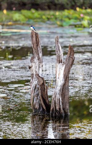 A blue kingfisher perches on a dead tree stump above a lily-covered billabong in Kakadu National Park, Northern Territory, Australia. Stock Photo