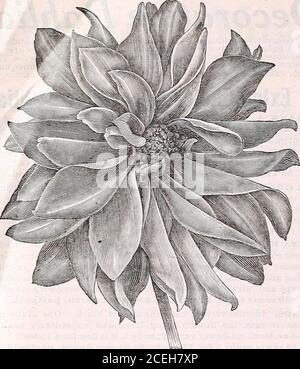 . The Maule seed book for 1922. DKhua, Frank A. Waiker, 160 WM. HENRY MAULE, Inc., PHILADELPHIA, PA.. 4 Peony Flowered Dahlias | Peony flowered dahlias have broad, flat and quite irregular form of }: S petals, 8emi-double; showing a beautilul golden-yellow centre. Flowers p appear early and continue in great profusion. Borne on long stems ■ f; and are ideal for cutting. t^ MME. VAN BTSTEEV. A very distinct and new shade, lilac-blue i §throughout, riants tall and sturdy, holding blooms well above the | H foliage. Dahlia, Peony Flowered Queen Wilhelmina Maulers Fragrant Peonies The National Flo Stock Photo