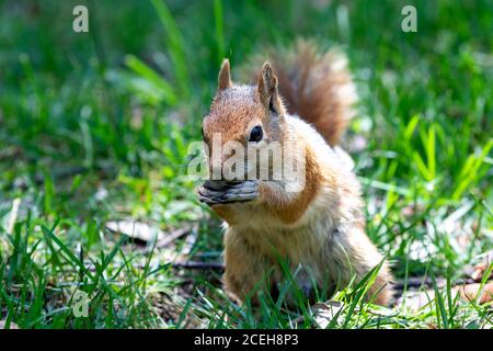 Sweet Squirrel Stock Photo