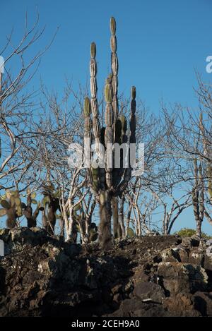 Opuntia echios, Jasminocereus thouarsii and Palo Santo trees growing at the shore of Eden Island in the Galapagos Archipelago. Stock Photo
