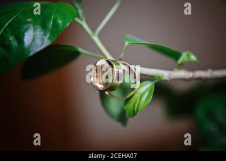 Closeup of bride and groom wedding rings hanging from a twig. Conceptual of wedding and commitment. Stock Photo
