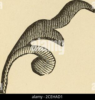 . Fancy work for pleasure and profit. FIG. 15.. FIG. 16. pact and even appearance. Figures edge of leaf to center of leaf at anangle, then from the opposite outsideedge to the center again. This methodmakes the veining sufficiently plain.Figure 15 is designed to showthe manner oftaking the stitchrather than howit is to lookwhen finished.The surface ofthe satin stitchshould presenta smooth, com-:6 and 17 give a Stock Photo