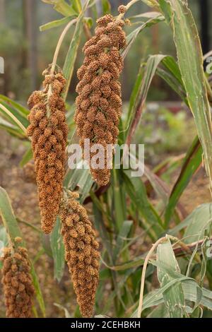 Foxtail Millet (Hylander) food crop close-up Stock Photo