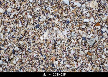 beach cockleshell background. seashell background texture. Multicolored seashells on the beach Stock Photo