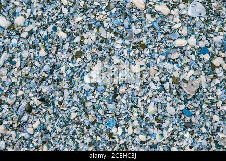 beach cockleshell background. seashell background texture. Multicolored seashells on the beach Stock Photo