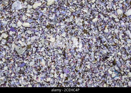 beach cockleshell background. seashell background texture. Multicolored seashells on the beach Stock Photo