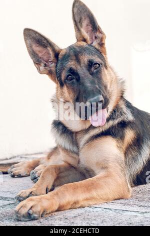 German shepherd looking at camera Stock Photo
