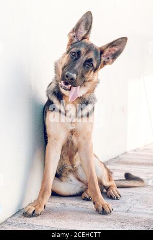 German shepherd looking at camera Stock Photo