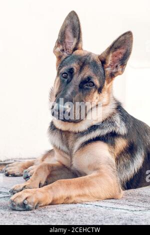 German shepherd looking at camera Stock Photo
