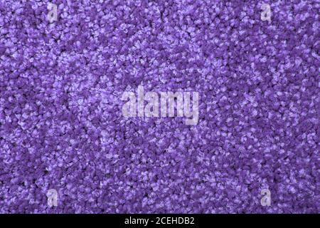 Macro shot of a carpeting texture background. Textile floor covering. Violet Knotted-pile carpet Stock Photo