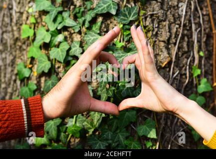 Couple in love near tree with ivy leaves. Mans and womans hands show heart sign on tree background. Romance and sunny fall mood concept. Male and female hands put together in heart shape. Stock Photo