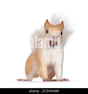 Cute apricot with white Japanese Lis squirrel, standing facing camera with hazel nut in mouth. Looking straight at camera, showing both eyes and teeth Stock Photo