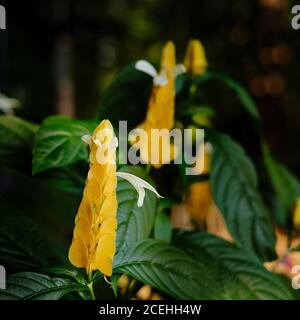 Pachystachys lutea, lollipop plant or golden shrimp plant, in bloom in a garden in Alabama USA. Stock Photo
