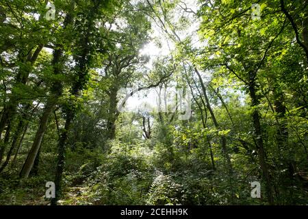 Morning sunlight shines through lush green woodland in Worcestershire, England. Stock Photo