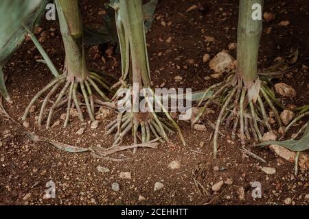 Close up view of sticking out roots of corn on brown soil in cornfield Stock Photo
