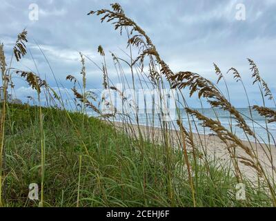 Sea oats  overlooking the beach and ocean on a beautiful cloudy day along the shoreline on North Hutchinson Island Florida.