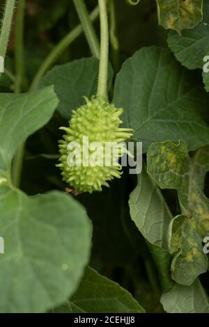 West Indian Gherkin Cucumber, Cucumis anguria Stock Photo