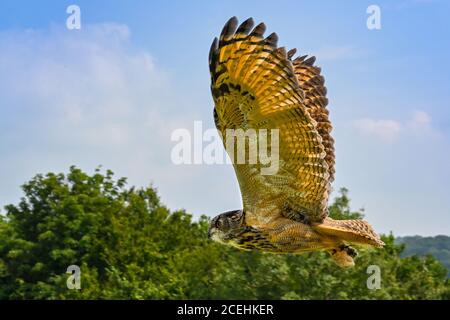 Carmarthen, Wales - August 2020: Eagle owl flying during a display by the British Bird of Prey Centre in the National Botanical Garden of Wales Stock Photo