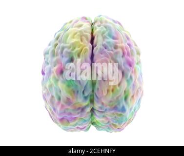 Human brain isolated on a colored background. Anatomical 3D model of ...