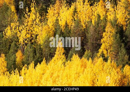 Vibrant bright yellow Aspen and Birch tree leaves during autumn foliage near Kuusamo, Northern Finland Stock Photo