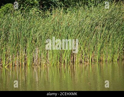 A bank of reeds bending in a gentle breeze, reflected in pond water Stock Photo