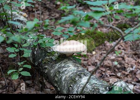 Conk growing on a fallen birch tree in Finnish forest Stock Photo