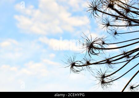 A huge flower on a background of blue sky with white clouds. Sosnowsky's hogweed (Heracleum sosnowskyi) is a monocarpic perennial herbaceous flowering Stock Photo