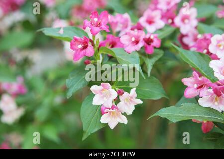 Linnaea amabilis, Kolkwitzia amabilis, beauty bush. Flowering bush Stock Photo