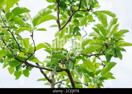 Ripening apples in the summer orchard. Unripe small green apples on the branches of an apple tree. Stock Photo