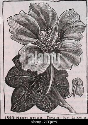 . The Maule seed book for 1922. ts; ounce, 20cents; 1^ pound, 60 cents; pound, S2.00. 7563 DWARF GIANTS OF CALIFORNIA. MIXED These giant flowering nasturtiums, of marvelous beauty, are of theTom Thumb or Dwarf type, as to plant, but extra large as to flower.The blooms are not of such mammoth size on the Atlantic as on thePacific slope, but they are well worthy of culture here. Mixed colors.Packet, 10cents; ounce,35 cents; impound, 75 cents; pound, 82.50 7543 DWARF IVY LEAVED. MIXED COLORS Beautiful, dark green ivy-like foliage; the mixture contains a remark-able range of colors on pretty, comp Stock Photo