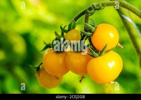 a bunch of yellow cherry tomatoes on a blurred green background Stock Photo