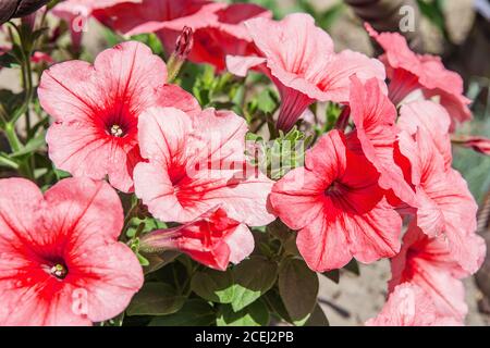 Beautiful pink Petunias. Petunia hybrida in garden. Landscape design Stock Photo