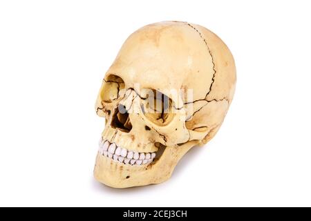 Human skull head isolated on white background Stock Photo