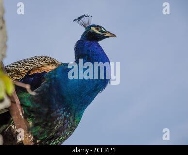 Peafowl is a common name for three bird species in the genera Pavo, the pheasants and their allies. Male peafowl are referred to as peacocks. Stock Photo
